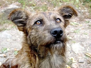 В Витебской области открылся первый приют для бездомных животных