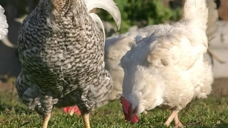 На Гомельщине сельчанин украл 18 тонн куриного помета