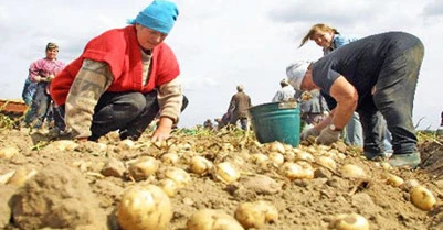 «Картофельная коммуна» — реальная помощь сельским жителям