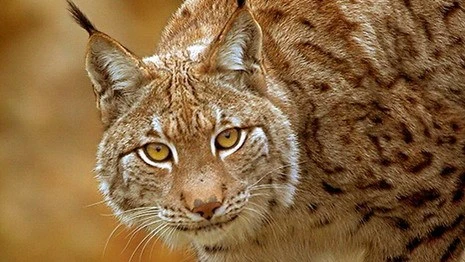 Бешеная рысь напала на человека в Полоцком районе