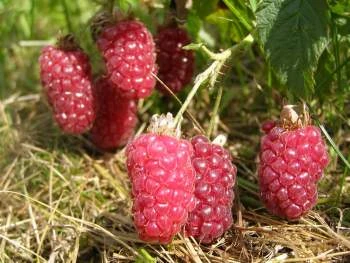 Витебчанин выращивает гибрид из клубники и ежевики