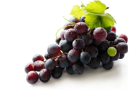 Руководство Витебской области призывает заниматься виноградарством