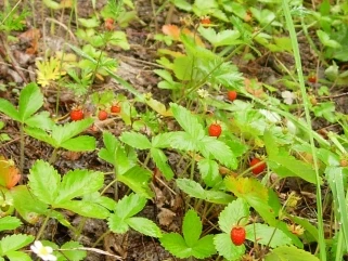 Витебский облисполком установил сроки сбора дикорастущих ягод