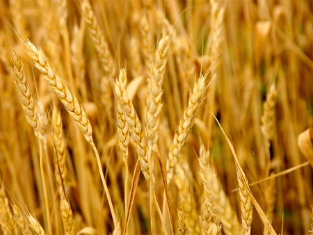 В Дубровенском районе пытались ограбить сельскохозяйственную организацию