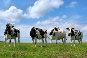 В Лепельском районе колхозные коровы опустошили близлежащий приусадебный участок