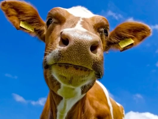 Рабочие одной из ферм похитили двух коров