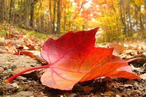 На выходных в Беларусь придет бабье лето