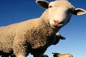 Ввоз рогатого скота из Литвы в Беларусь временно ограничен