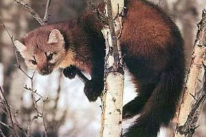 В субботу состоится открытие осенне-зимнего сезона охоты