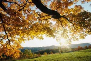 В Беларусь снова вернулась осень