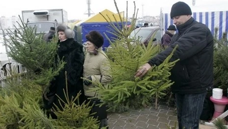 Скоро в Беларуси откроются долгожданные елочные базары