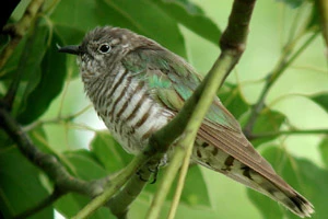 За белорусскими кукушками установят наблюдение