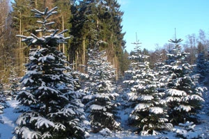 Белорусские лесхозы начинают заготовку шишек хвойных пород