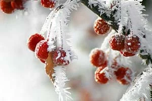 Начало следующей недели ознаменуется усилением морозов