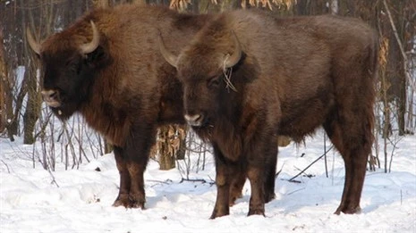 Убивать зубров в Беларуси теперь станет легче