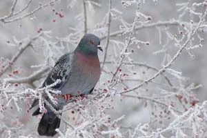 На этих выходных ожидается усиление морозов