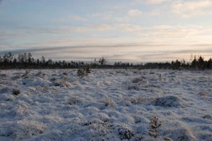 Общественные активисты Слонима борются за спасение местного леса от вырубок