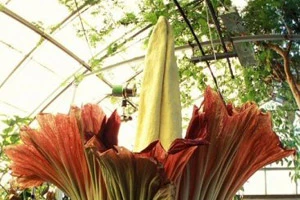 Редкие растения зацвели в Центральном ботаническом саду в Минске