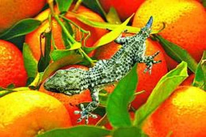 Мандарины в Минск приходят с ящерицами