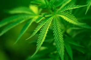 В чернобыльской зоне обнаружен тайник с партией марихуаны стоимостью более 100 млн. рублей