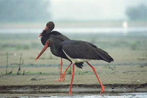 Беларусь присоединяется к Бернской природоохранной конвенции