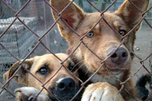 В Гродно прошла акция в защиту животных