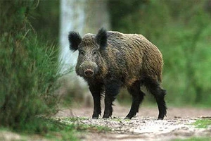 Предлагаемые для обсуждения правила ведения охоты в Беларуси «намного лучше действующих», но не так хороши, как предыдущие