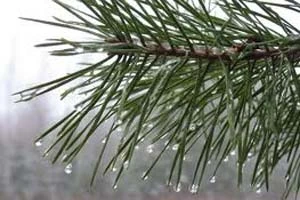 Теплая и сырая погода ожидается в предстоящие выходные