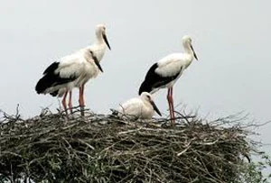 Перелетные птицы возвращаются в Беларусь
