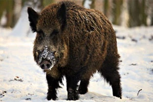 Егеря подкармливают животных, пострадавших от циклона Хавер