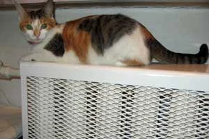 Отопление в Минске начнут отключать на следующей неделе