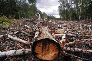 В прошлом году в Беларуси незаконно было вырублено две с половиной тысячи гектаров леса