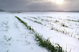 Поздняя весна отрицательно сказывается на яровых культурах