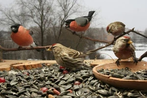 В Международный день птиц АПБ призывает подкормить пернатых