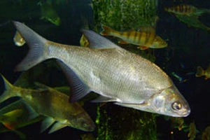 В Беларуси хотят ввести обязательную плату за рыбалку