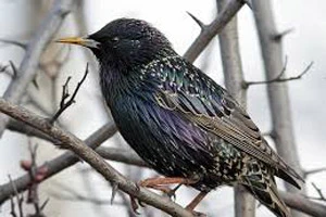 Свыше трех с половиной тысяч скворечников установили школьники Минской области с начала марта