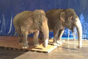В цирке Минска поселились две слонихи