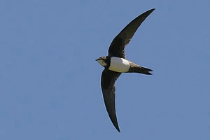 В Беларуси обнаружен новый вид птиц — белобрюхий стриж