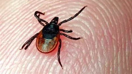 В Беларуси клещи покусали уже 346 человек