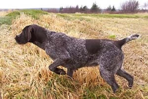 Регистрацию охотничьих собак без родословных документов планируется запретить