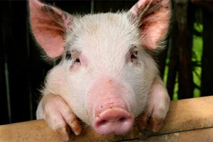 Российские эксперты подтвердили диагноз на заболевание репродуктивно-респираторным синдромом свиней на свинокомплексе «Восточный»