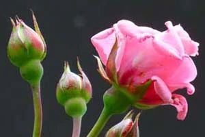 В День Независимости в Беларуси прошел карнавал роз