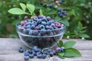 Одна из проб ягод черники на Воложинщине была с превышением допустимой нормы цезия-137