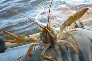 ЖМИОЖиРМ: с 16 июля в Беларуси разрешен лов рака узкопалого