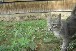 Жители минских трущоб: 20 лет нас кормят обещаниями о сносе