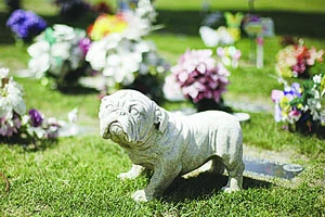 Похоронить домашнее животное минчанам можно будет на территории полигона «Тростенецкий»