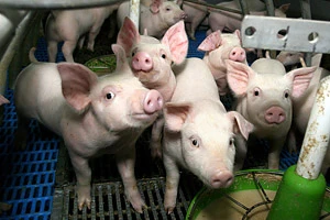 В Могилевском районе впервые оштрафована свиновод, не ликвидировавшая поголовье