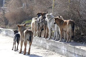 Количество заболевших бешенством животных снизилось