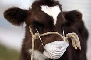 В Забайкалье свирепствует ящур