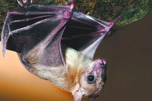 В Витебском зоопарке появились нильские крыланы